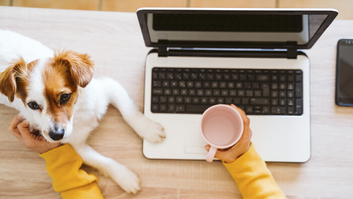 © Eva, stock.adobe.com Junge Frau arbeitet am Laptop. Kleiner Hund sitzt bei ihr.
