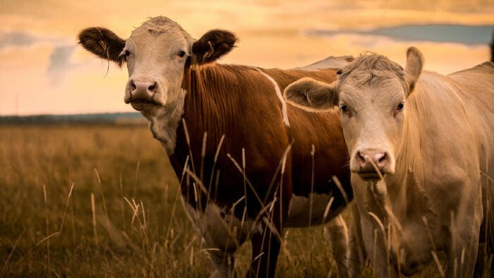 © Jonatan Rundblad, stock.adobe.com Cows in sunset